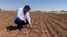 Şanlıurfa'da Pamuk Tarlalarında Tehlike Var