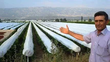 Sarıgöl Ovası Üzümleri İçin Örtü Hazırlıkları Başladı