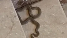 Malatya'da Yılan Paniği Yaşandı