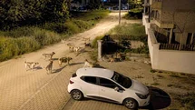 Bolu'da Sokak Köpekleri Tedirginliği
