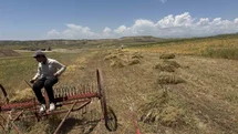 Siirt'te Mercimek Hasadı Başladı