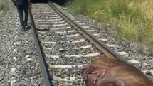 Elazığ'da Tren İneği Ezdi