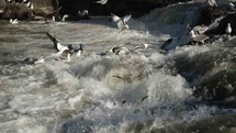 Uçan Balıkların Göç Yolculuğu Başladı