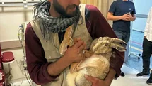 Yaralı hamile tavşan, devlet hastanesi bahçesinde tedavi edildi