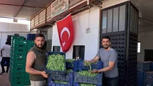İznik'te Nazende Fasulyesi Hasadı Başladı