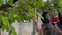 Aydıntepe'de Meyve Bahçesi Kontrolü Yapıldı