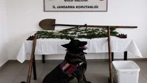 Bolu'da Kenevir Bahçesi Baskını