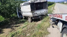 Yalvaç yolunda hayvan nakil kamyoneti kayısı bahçesine daldı: 1 yaralı