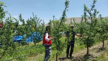 Niğde'de Tarım Arazilerine Dolu Zarar Verdi