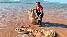 Elazığ'da 700 Kilogram Sazan Kurtarıldı
