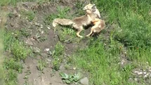 Kars'ta Kızıl Tilkilerin Oyun Anları