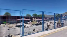 Erzurum'da Sokak Köpekleri Sorunu Çözülüyor