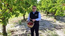 Bilecik’te 27 bin dekarda yıllık yaklaşık 15 bin 500 ton kiraz üretimi