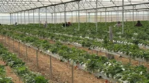 Hatay'da Çilek Hasadı Başladı