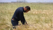 Konya Ovasında Buğday Rekoltesi Beklentisi Artıyor