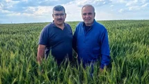 Karapınar'da Hububat Tarlalarında Sorunlar Var