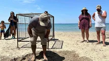 Aydın’da yılın ilk Caretta Caretta yuvası tespit edildi