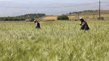 Elazığ’da süne sürveyi ve CBS çalışmaları sahada değerlendirildi