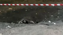 Mersin'de Caretta Caretta Yuva Yaptı