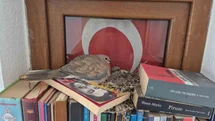 Datça'da Kumrular Yuva Yaptı
