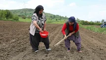Ladik Fasulyesi Yetiştiriciliği Yeniden Başladı