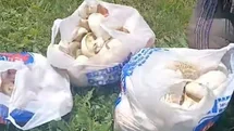 Erzurum'da Mantar Bereketi Yaşanıyor