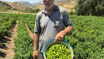 Coğrafi işaretli Çermik biberi tezgahlardaki yerini aldı