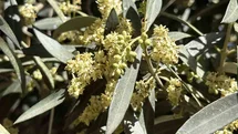 Balıkesir'de Zeytin Üreticilerine Uyarılar