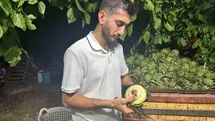 Bursa'da Enginar Soyucuları Hızla Çalışıyor