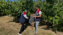 Söke'de Kiraz Bahçeleri Denetlendi