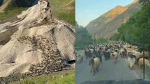 Hakkari'de Yayla Sezonu Gecikti