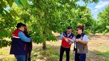Sultandağı'nda Organik Kiraz Projesi Devam Ediyor