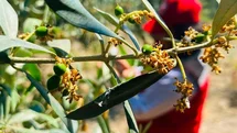 Salihli’de zeytin güvesi alarmı