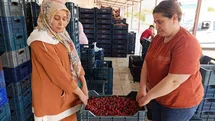 Selendi'de Kiraz Üretimi Yükseliyor