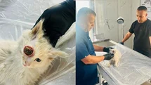 Hakkari'de Göz Ameliyatı Geçiren Kedi Sağlığına Kavuştu