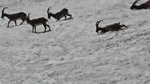 Tunceli’de dağ keçileri ve ayılar aynı bölgede görüntülendi