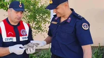 Yozgat'ta Yavru Baykuşa Yardım Eli