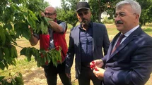 Akşehir Kirazı Üretimi İçin İncelemeler Yapıldı