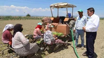 Saruhanlı'da Tütün Dikim Sezonu Başladı