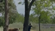 Elazığ'da Kaçan Dana Paniğe Neden Oldu
