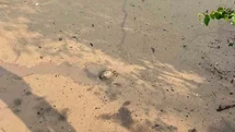 Osmaniye’de çamura saplanan kaplumbağayı itfaiye kurtardı