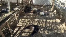 Siirt'te Ağılda Köpek Saldırısı