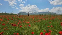 Bitlis'te Gelincik ve Kar Buluşması