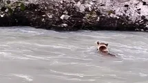 Elazığ'da Ayının Mücadelesi Kamerada