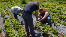 Beyşehir'de Çilek Hasadı Öncesi Denetimler