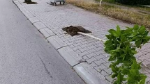 Patnos’ta yeni dikilen 15 ağaca zarar verildi