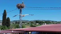Kuşadası'nda Leylek Çifti Yuvalandı