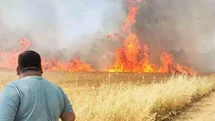 Şanlıurfa'da Buğday Tarlasında Yangın