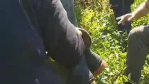 Kiraz toplamak için çıktığı ağaçtan düştü