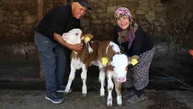 Amasya'da Şarkıcı Yıldız Tilbe'ye İsimli Buzağılar